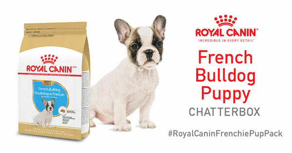 Free Royal Canin French Bulldog Puppy Chatterbox Kit!